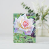 Rosa Ophelia [Postcard] Briefkaart (Staand voorkant)