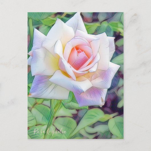 Rosa Ophelia [Postcard] Briefkaart (Voorkant)