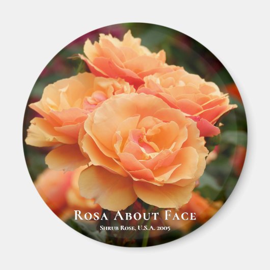 Rosa over gezicht magneet (Voorkant)
