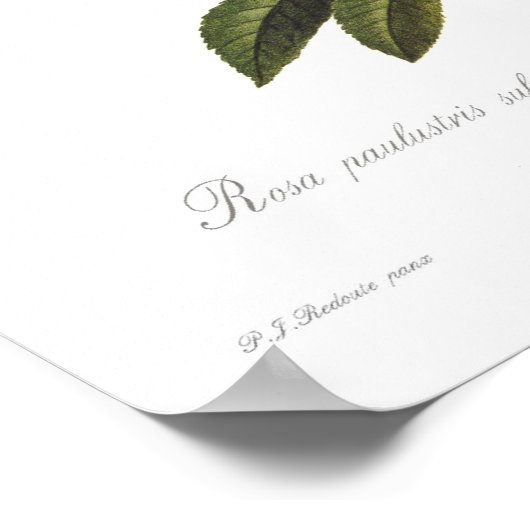 Rosa palustris subcorymbosa poster (Hoek)