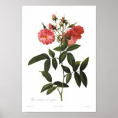 Rosa palustris subcorymbosa poster (Voorkant)
