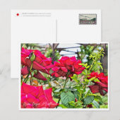 Rosa Papa Meilland Briefkaart (Voorkant / Achterkant)