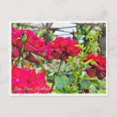 Rosa Papa Meilland Briefkaart (Voorkant)