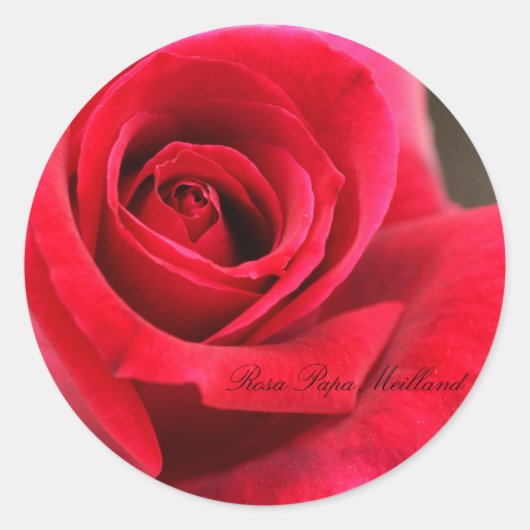 Rosa Papa Meilland Ronde Sticker (Voorkant)