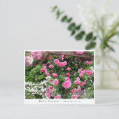 Rosa Parade Briefkaart (Staand voorkant)