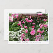 Rosa Parade Briefkaart (Voorkant / Achterkant)