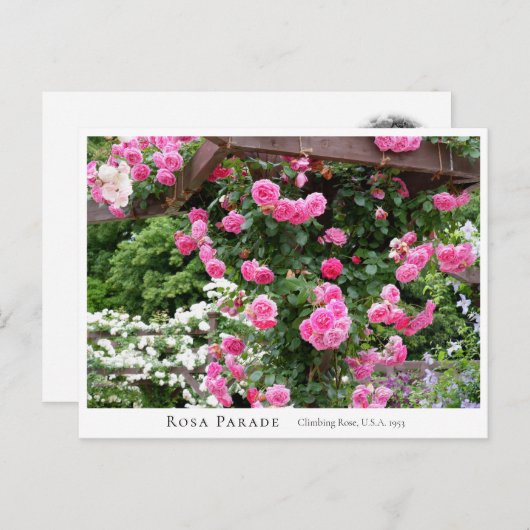 Rosa Parade Briefkaart (Voorkant / Achterkant)