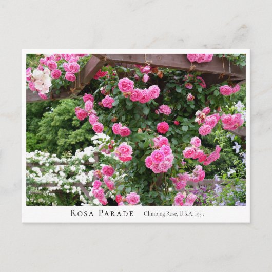 Rosa Parade Briefkaart (Voorkant)