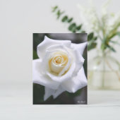 Rosa Pascali:Briefkaart Briefkaart (Staand voorkant)