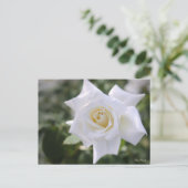 Rosa Pascali:Briefkaart Briefkaart (Staand voorkant)