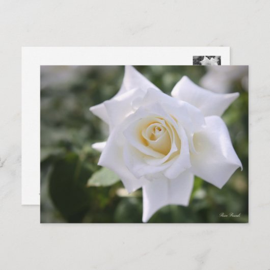 Rosa Pascali:Briefkaart Briefkaart (Voorkant / Achterkant)