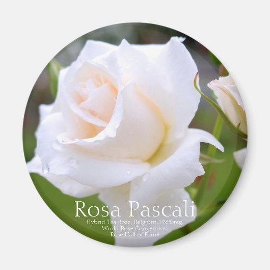 Rosa Pascali [Round Magnet] Magneet (Voorkant)