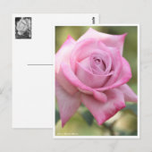 Rosa Pastel Mauve Briefkaart (Voorkant / Achterkant)