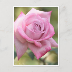 Rosa Pastel Mauve Briefkaart