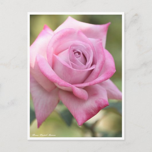 Rosa Pastel Mauve Briefkaart (Voorkant)