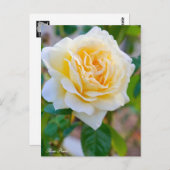 Rosa Peace ポストカード Briefkaart (Voorkant / Achterkant)