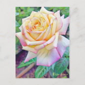 Rosa Peace [Briefkaart] Briefkaart (Voorkant)