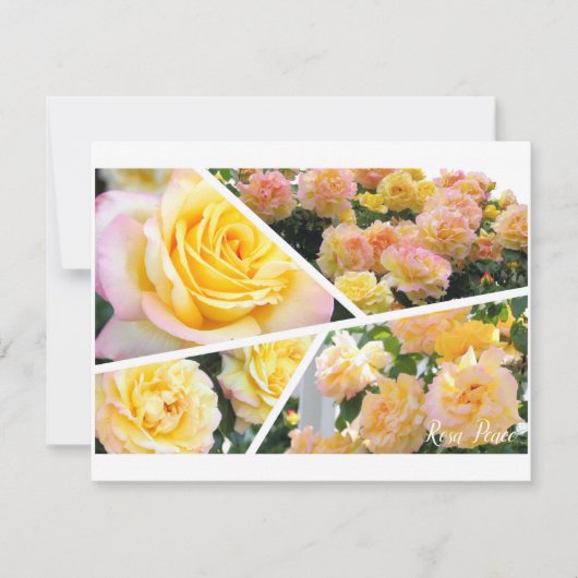 Rosa Peace [Flat Card] (Voorkant)