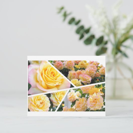 Rosa Peace [Flat Card] (Staand voorkant)