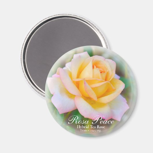 Rosa Peace Magneet (Voorkant / Achterkant)