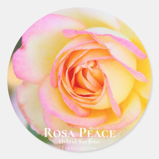 Rosa Peace [Round Seal] Ronde Sticker (Voorkant)