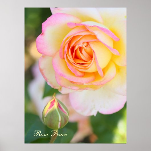 Rosa Peace [Waarde Poster Papier] (Voorkant)