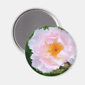 Rosa Peach Blossom [Round Magnet] Magneet (Voorkant / Achterkant)