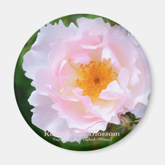 Rosa Peach Blossom [Round Magnet] Magneet (Voorkant)
