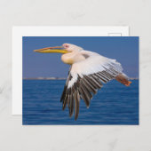 Rosa Pelikan im Flug Postkarte Briefkaart (Voorkant / Achterkant)