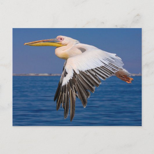 Rosa Pelikan im Flug Postkarte Briefkaart (Voorkant)