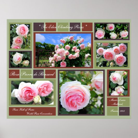 Rosa Pierre de Ronsard [Art Poster] Poster (Voorkant)