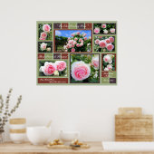 Rosa Pierre de Ronsard [Art Poster] Poster (Keuken)