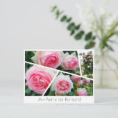 Rosa Pierre de Ronsard Briefkaart (Staand voorkant)