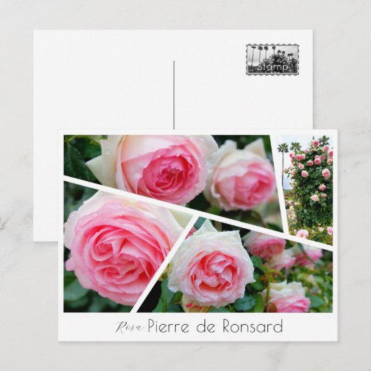 Rosa Pierre de Ronsard Briefkaart (Voorkant / Achterkant)