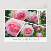 Rosa Pierre de Ronsard Briefkaart (Voorkant)