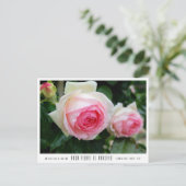 Rosa Pierre de Ronsard Briefkaart (Staand voorkant)