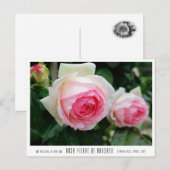 Rosa Pierre de Ronsard Briefkaart (Voorkant / Achterkant)