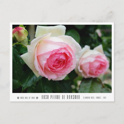 Rosa Pierre de Ronsard Briefkaart (Voorkant)