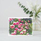 Rosa Pierre de Ronsard [Briefkaart] ポ ス カ ー ド Briefkaart (Staand voorkant)