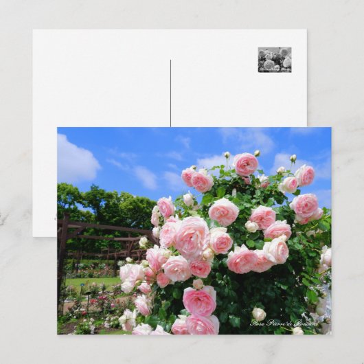 Rosa Pierre de Ronsard (Briefkaart) Briefkaart (Voorkant / Achterkant)