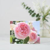 Rosa Pierre de Ronsard:Briefkaart Briefkaart (Staand voorkant)