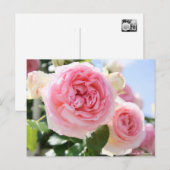 Rosa Pierre de Ronsard:Briefkaart Briefkaart (Voorkant / Achterkant)