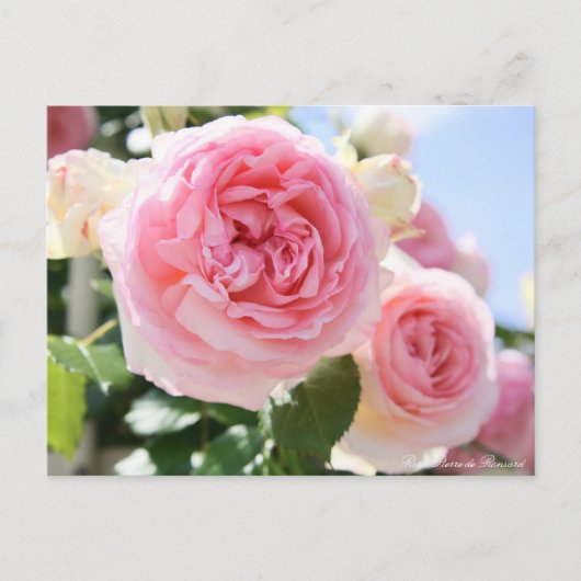 Rosa Pierre de Ronsard:Briefkaart Briefkaart (Voorkant)