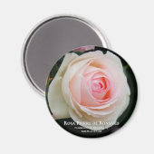 Rosa Pierre de Ronsard Magneet (Voorkant / Achterkant)