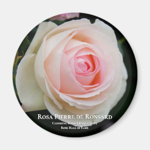 Rosa Pierre de Ronsard Magneet