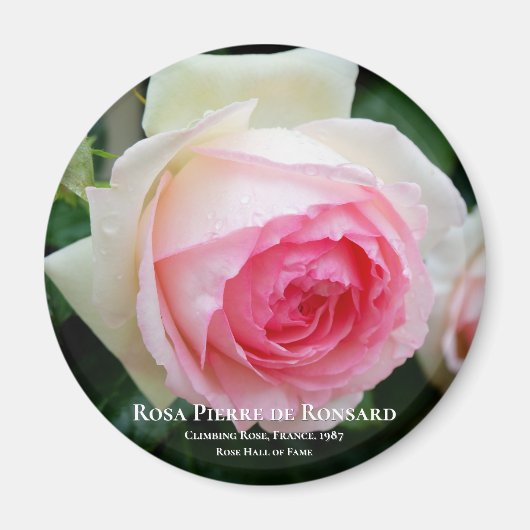 Rosa Pierre de Ronsard Magneet (Voorkant)