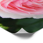 Rosa Pierre de Ronsard Poster (Hoek)