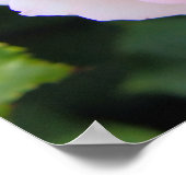 Rosa Pierre de Ronsard (Poster) Poster (Hoek)