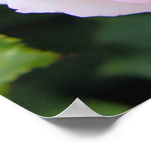 Rosa Pierre de Ronsard (Poster) Poster (Hoek)