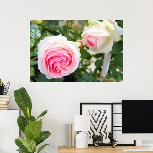 Rosa Pierre de Ronsard (Poster) Poster (Thuiskantoor)